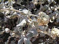 Helychrysum - Helychysum petiolare (en Corse) (02) (Photo F. Mrugala)